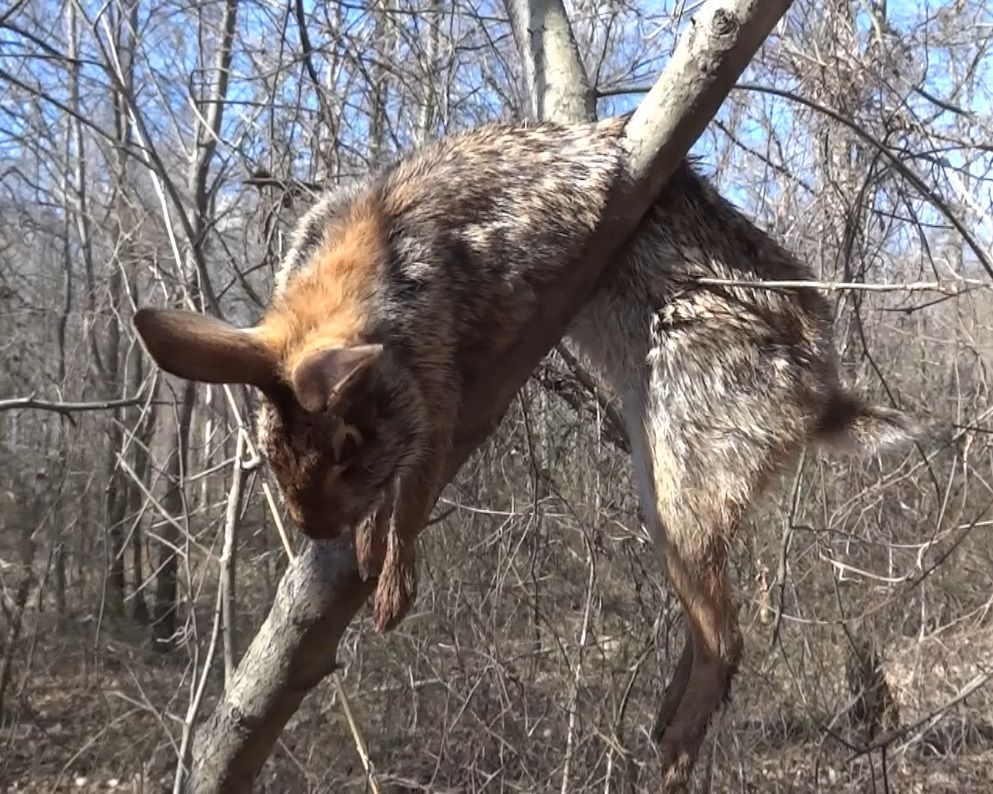 Swamp Rabbit Hunting in West Tennessee 2013 GON Forum